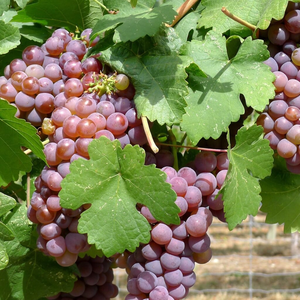 grapes, vineyard, okanagan-792896.jpg