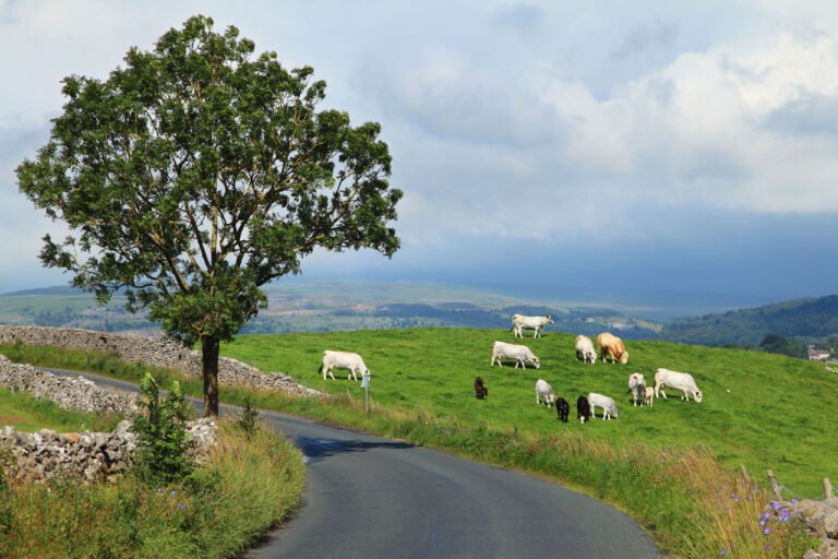 From Pasture to Plate The Rise of Pasture Raised Meat and Eggs